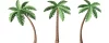 coconut leaf
